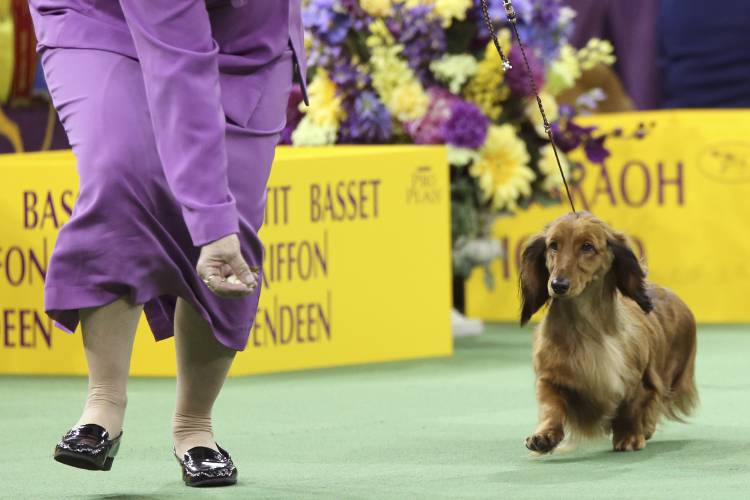 FILE - A long-haired dachshund competes during the 140th Westminster Kennel Club dog show, Monday, Feb. 15, 2016, at Madison Square Garden in New York. Frenchies remained the United States' most commonly registered purebred dogs last year, according to American Kennel Club rankings released Wednesday, March 20, 2024. After French bulldogs, the most common breeds registered were Labs, golden retrievers, German shepherds, and poodles. Then came dachshunds, bulldogs, beagles, and...
