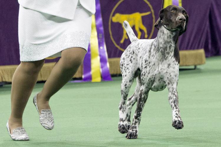 FILE - CJ, a German shorthaired pointer, competes at the 140th Westminster Kennel Club dog show, Feb. 16, 2016, at Madison Square Garden, in New York. Frenchies remained the United States' most commonly registered purebred dogs last year, according to American Kennel Club rankings released Wednesday, March 20, 2024. After French bulldogs, the most common breeds registered were Labs, golden retrievers, German shepherds, poodles, and others, including Rottweilers and German...