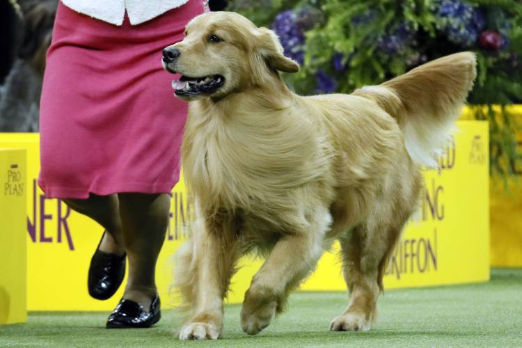 FILE - Daniel, a golden retriever, wins the sporting group during 144th Westminster Kennel Club Dog Show, Feb. 11, 2020, in New York. Frenchies remained the United States' most commonly registered purebred dogs last year, according to American Kennel Club rankings released Wednesday, March 20, 2024. After French bulldogs, the most common breeds registered were Labs, golden retrievers, German shepherds, poodles, and others. (AP Photo/John Minchillo, File)