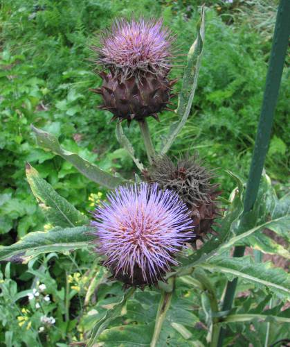 Cardoon blossoms are like thistles.